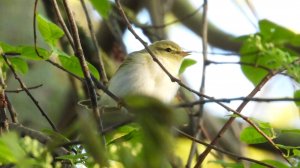 Голоса птиц, Пеночка Трещотка, позывки, наблюдение птиц в Великом Новгороде, 26 апреля 2025