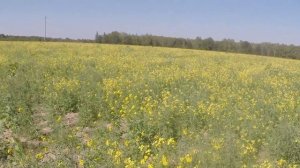 Вот какой сюрприз 2 сентября 2024 года, зацвела сурепка 😍