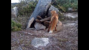 Фотоловушка. Полуостров Старицкого. 01.09.2021