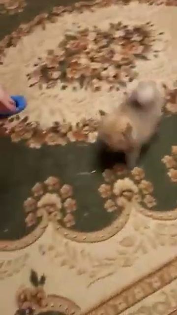 шпиц Челябинск смотреть онлайн