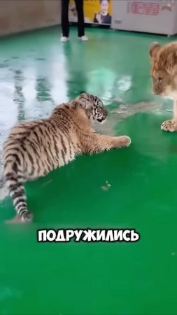 Одинокий львенок стал лучшим другом для тигренка 🦁 🐯 #животные #милыеживотные