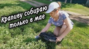 Теперь всегда КРАПИВУ собираю в МАЕ. Об её полезных свойствах многие даже и не догадываются.