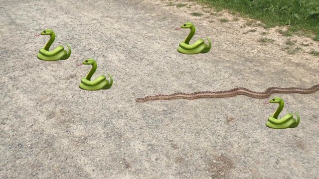 Сосновый полоз смотреть онлайн