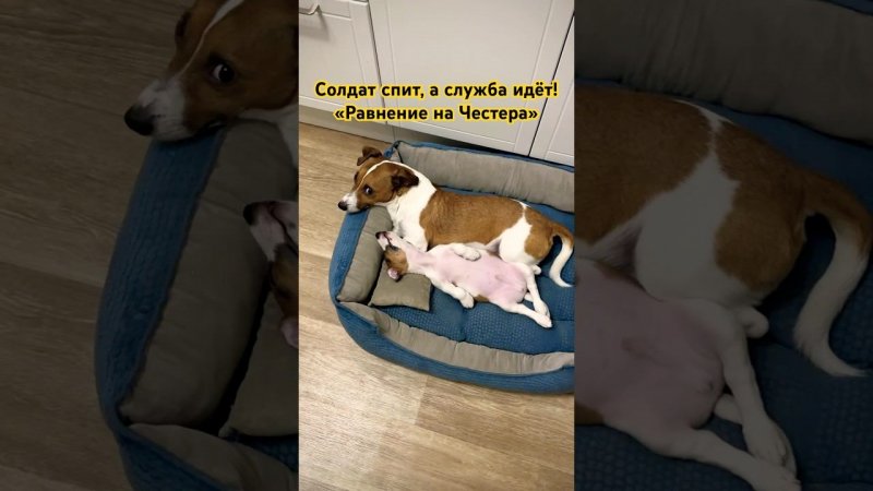 Солдат спит, а служба идёт! У Бастера даже во сне равнение на Честера