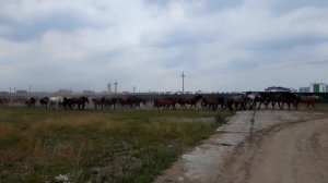 Сатадо коней на окраине Тюмени.