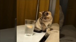 Любознательный котейка 🐈💞🤩