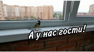 Впервые такое вижу! У нас в гостях синички