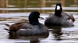 Лысухины 1 сезон 2 серия