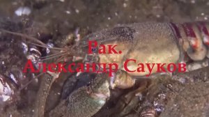 Рак (Премьера клипа 2025 г.)