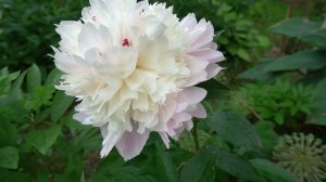 Пион ЧЕСТИН ГОУДИ  «Chestine Gowdy», Brandt, 1913, USA.