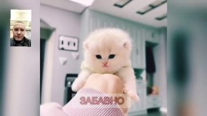 смешные и забавные котики!