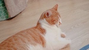 Котик лежит