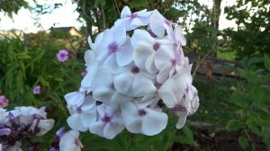 Флокс АЙС КРИМ | обзор, описание, цветение, отзыв.