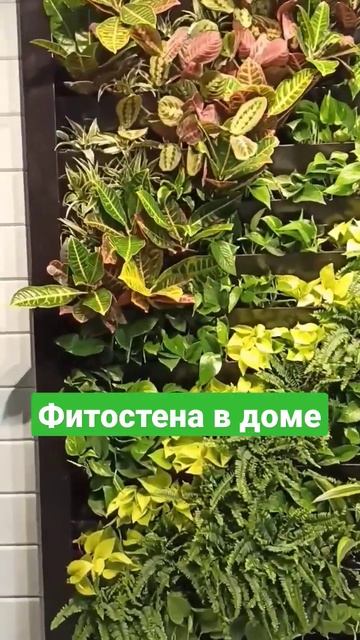 #Фитостена в доме #автополив #растения #вертикальноеозеленение #озеленение #уходзарастениями