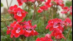 Тепличное хозяйство фермера Булатова. 16.06.2015