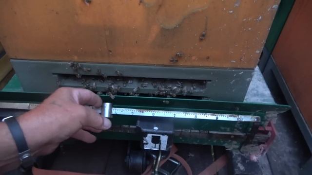 Кочёвка-24  и много новинок Часть1 смотреть онлайн