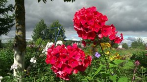 Флокс Одиль - обзор, описание, цветение, отзыв