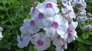 Флокс ЕВРОПА - обзор, описание, цветение, отзыв