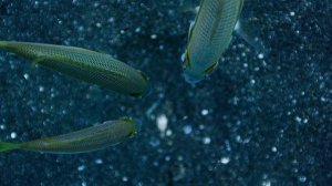 3.Blue.Planet.2017.Coral.Reefs.BDRip.720p.HDReactor