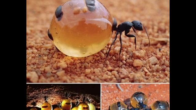 Медовые мурави факты о которых вы незнали смотреть онлайн