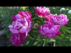 Пион ПАМЯТИ ГОЛУБИНСКОЙ  Paeonia SEIANEZ GOLUBINSKOJ: обзор, описание, цветение, отзыв