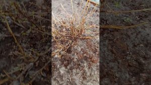 Абрикосы после заморозка.