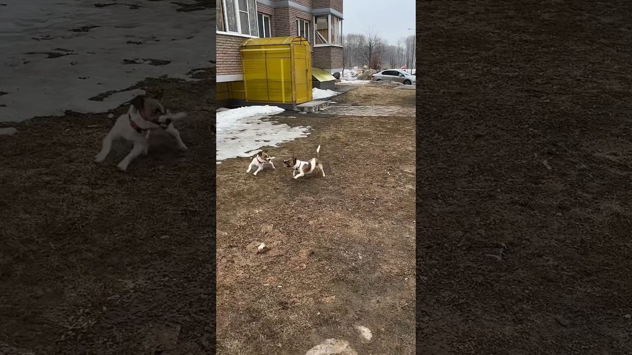 Весеннее обострение /ч.1