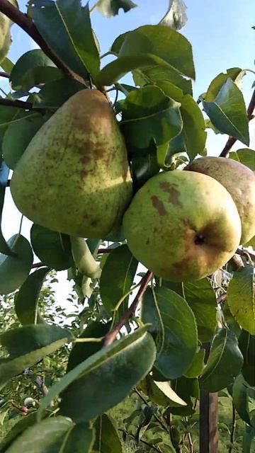 Груша Бере Дюрондо смотреть онлайн