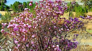 Цветущий Алтай