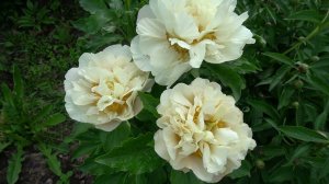 Милый Друг - сорт Светланы Поперечной