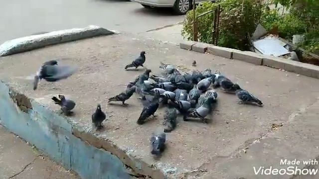 Мы идем кормить птичек г.Астрахань добрые поступки 2019 смотреть онлайн