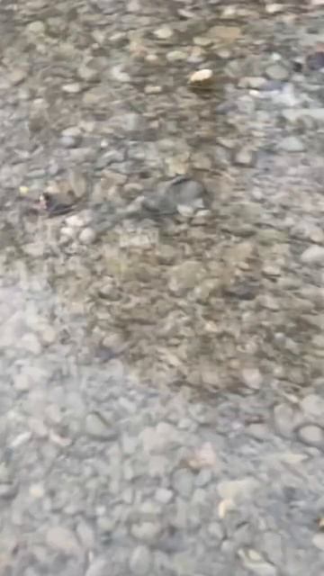 Кижуч пожарник смотреть онлайн