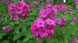 Флокс метельчатый Кобзарь. Автор: Харченко Е.Д. Год: 1952.