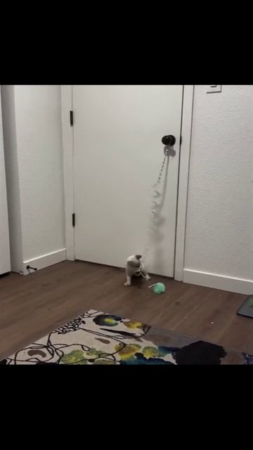 Котики (20) смотреть онлайн