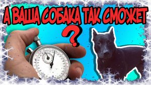 Фаина питбуль как собака гуляет без поводка на скорость
