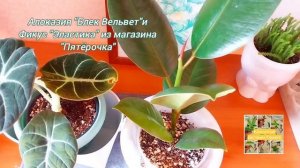 Алоказия "Блек Вельвет" и Фикус "Эластика" из магазина "Пятерочка"