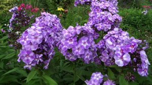 Флокс АНАСТАСИЯ | обзор, описание, цветение, отзыв.