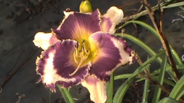 AURELIA LUNDERGAN смотреть онлайн