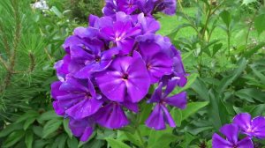 Флокс Полина  обзор, описание, цветение, отзыв