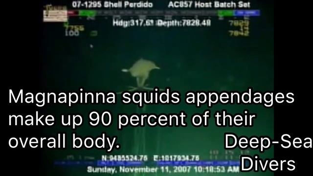 Magnapinna Squids | Deep-Sea Divers смотреть онлайн