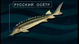 Каков состав отряда Осетрообразные (Sturgeons, Paddlefishes) — Acipenseriformes Berg, 1940 ?