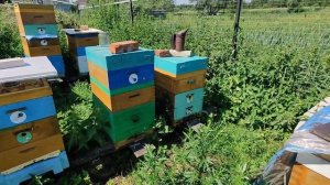Обработка пчел от клеща в июле.