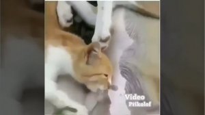 Кот сосёт собаке