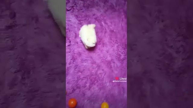 Миниатюрный мишка шпиц окрас Крем 😍🥰❤️ смотреть онлайн