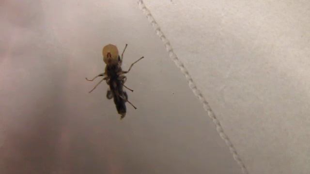 Emerging thistle gall flies (Urophora cardui) смотреть онлайн