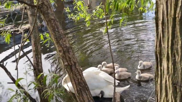 Le cygne (The Swan) by Camille Saint-Saëns смотреть онлайн