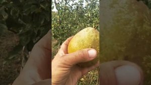 груша Стрийская,супер,саженцы