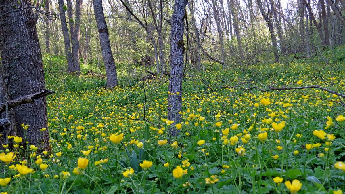 Через лютиковый лес. Апрель в Крыму.