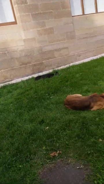 Кисловодск. Стая бездомных собак у Нарзанной галереи. смотреть онлайн