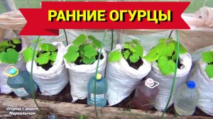 Огурцы созреют раньше. Посадка рассады ранних огурцов в мешки.